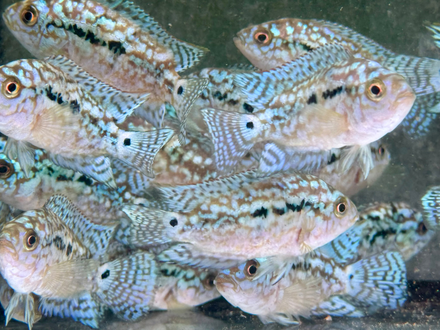 Schwarzgebänderter Buntbarsch Blue Dempsey Rocio octofasciata