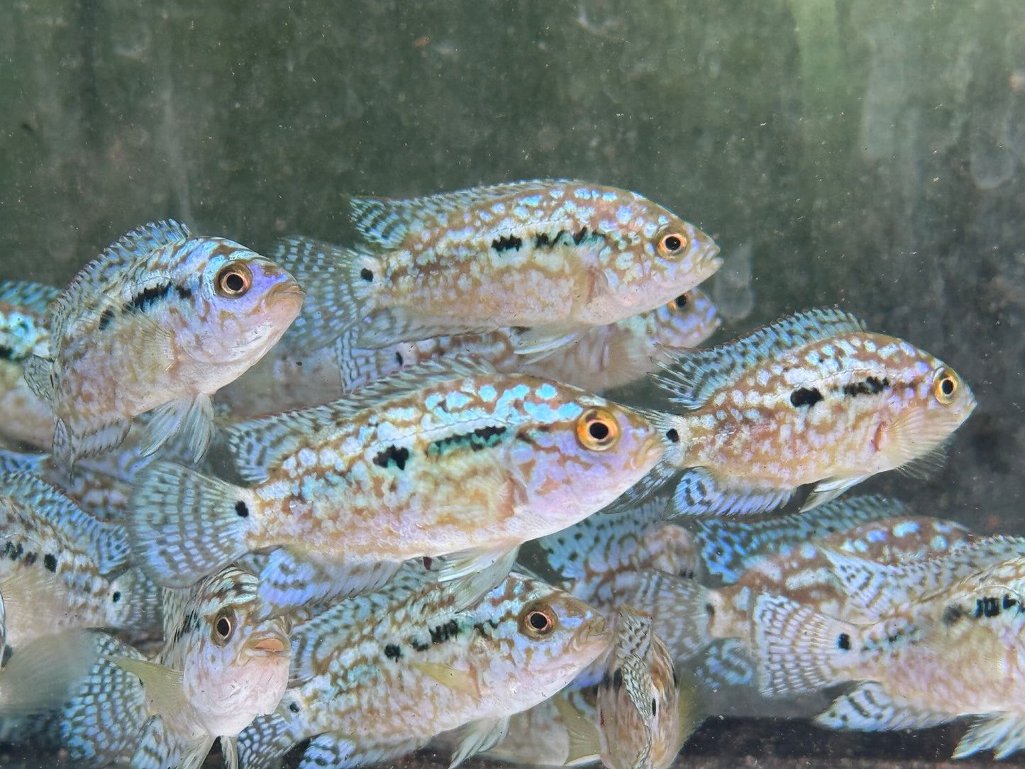 Schwarzgebänderter Buntbarsch Blue Dempsey Rocio octofasciata