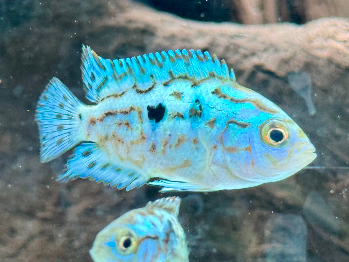 Schwarzgebänderter Buntbarsch Blue Dempsey Rocio octofasciata
