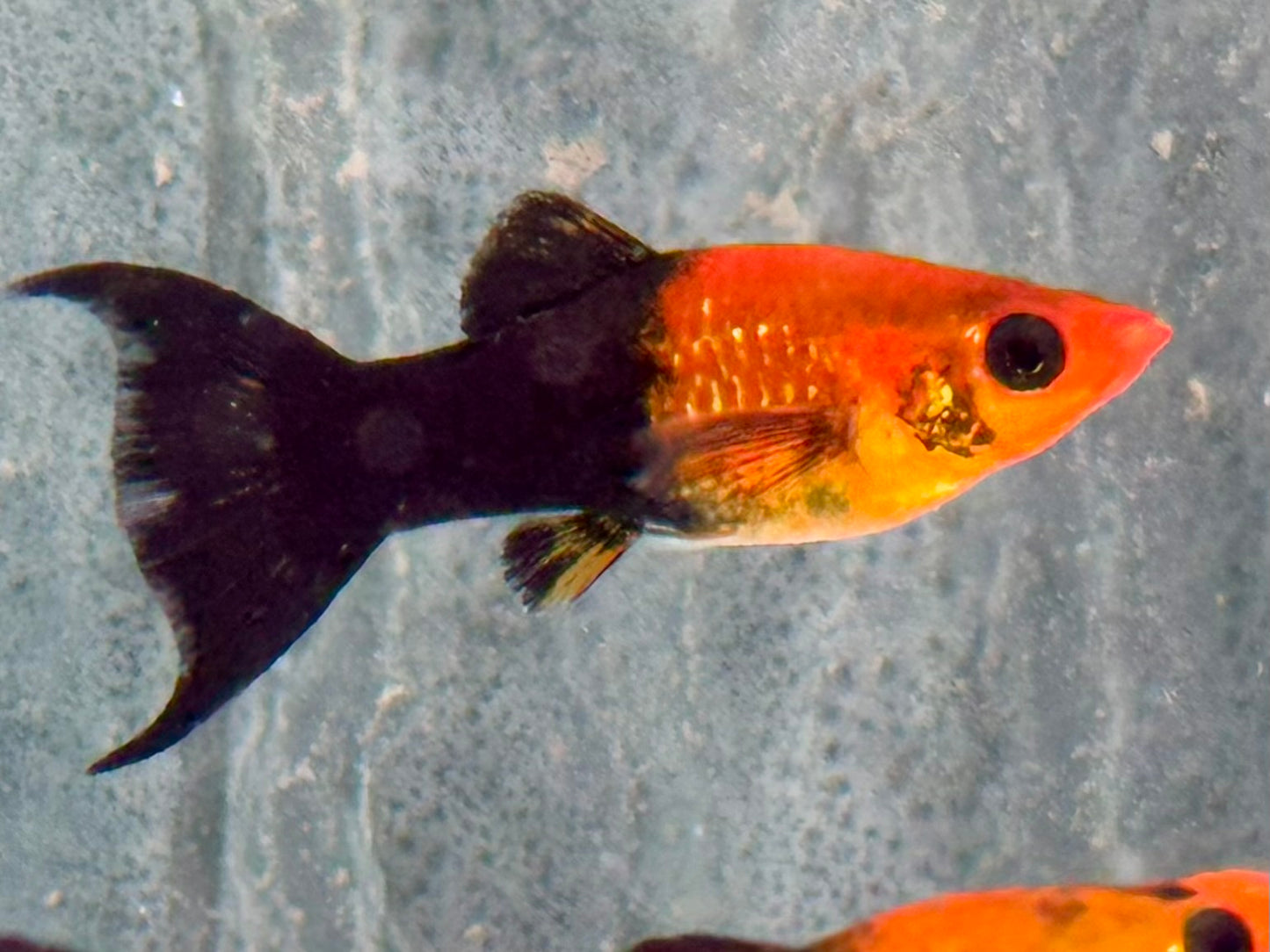 Schwarzgoldener Lyra Molly Poecilia sphenops