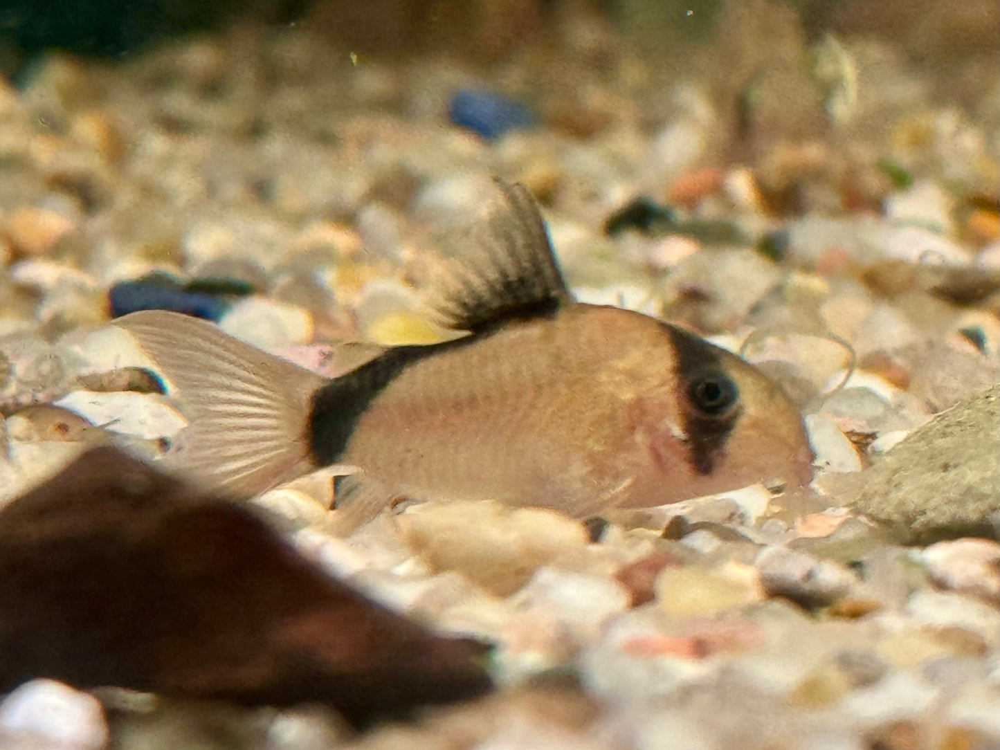 Schwarzrücken Panzerwels Corydoras metae