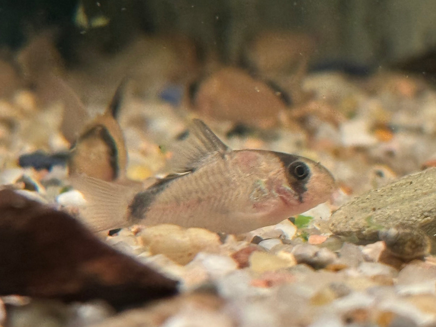 Schwarzrücken Panzerwels Corydoras metae