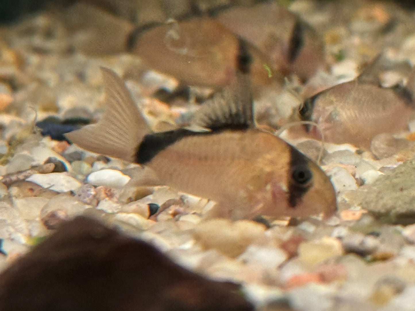 Schwarzrücken Panzerwels Corydoras metae