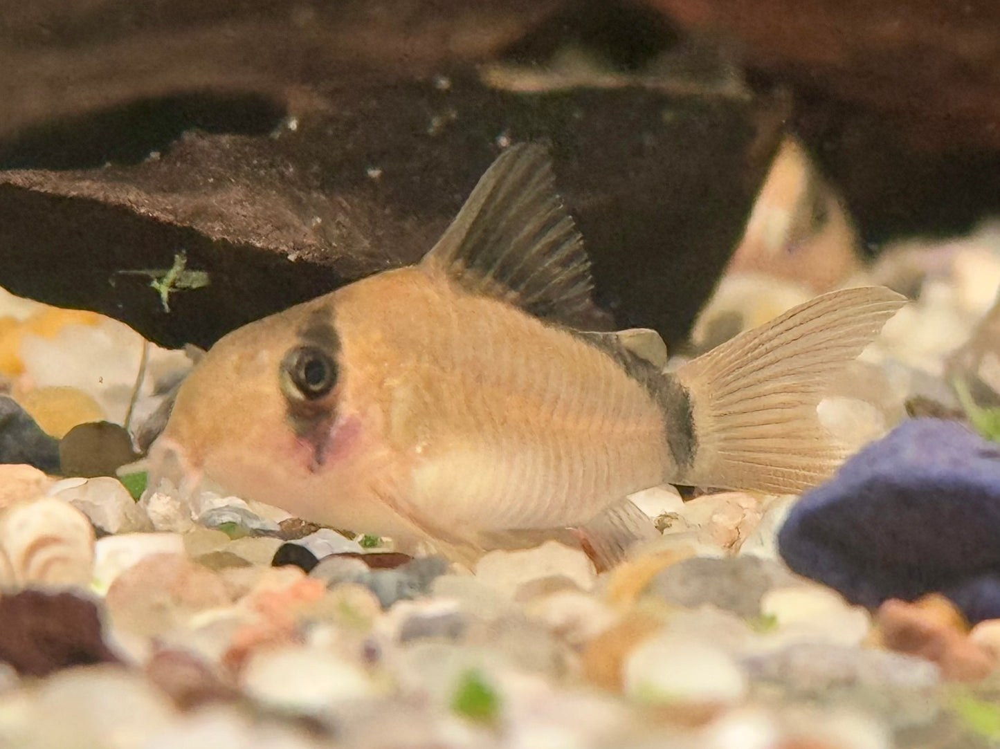 Schwarzrücken Panzerwels Corydoras metae