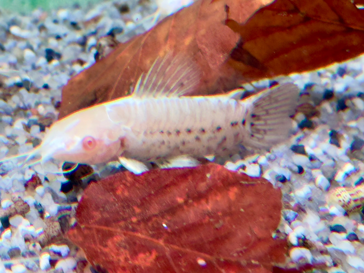 Gemalter Schwielenwels albino Hoplosternum thoracatum