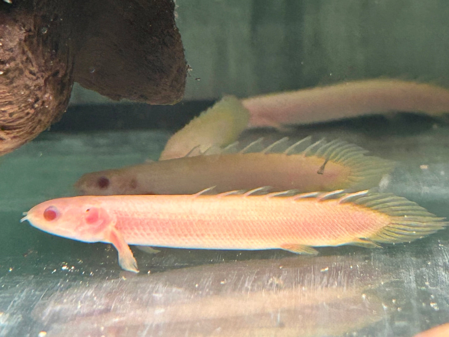 Senegal Flösselhecht Albino Polypterus senegalus