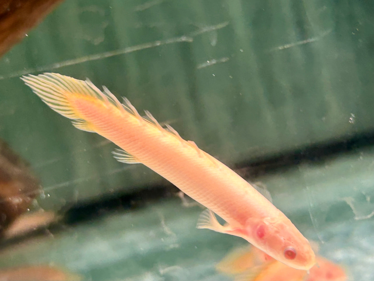 Senegal Flösselhecht Albino Polypterus senegalus