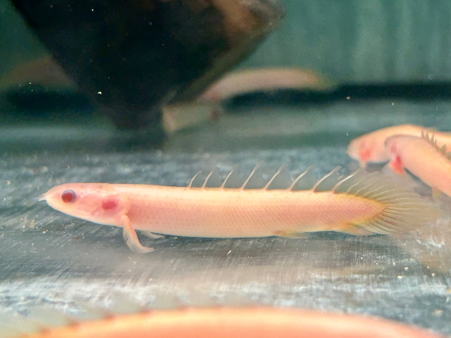 Senegal Flösselhecht Albino Polypterus senegalus