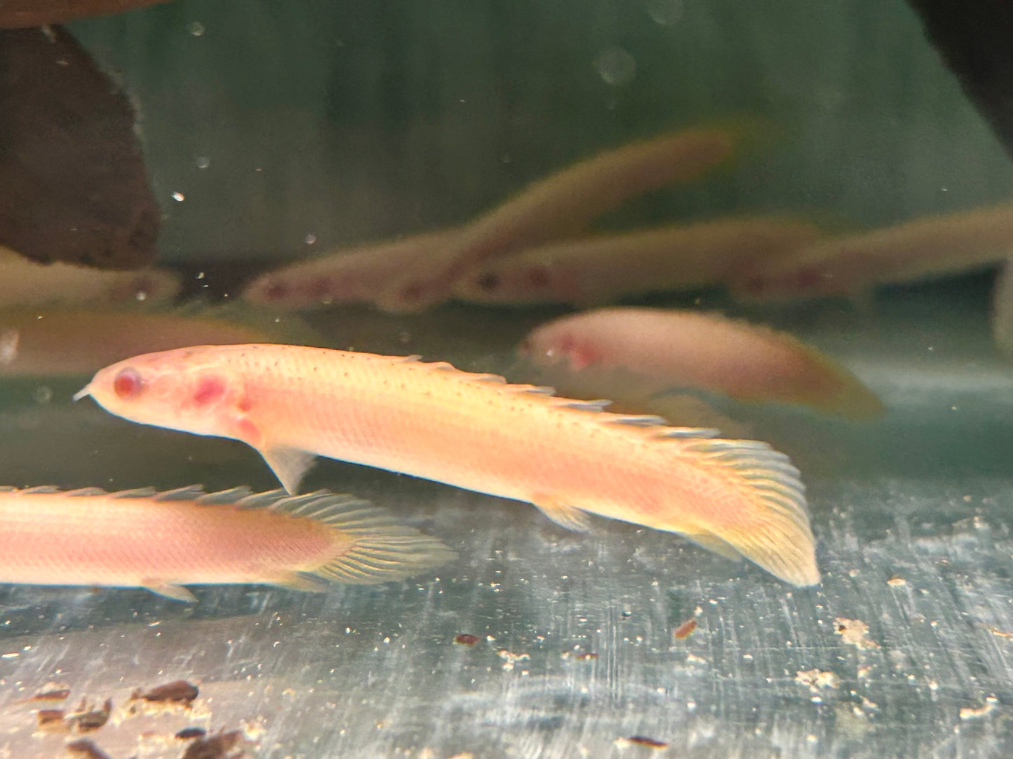 Senegal Flösselhecht Albino Polypterus senegalus