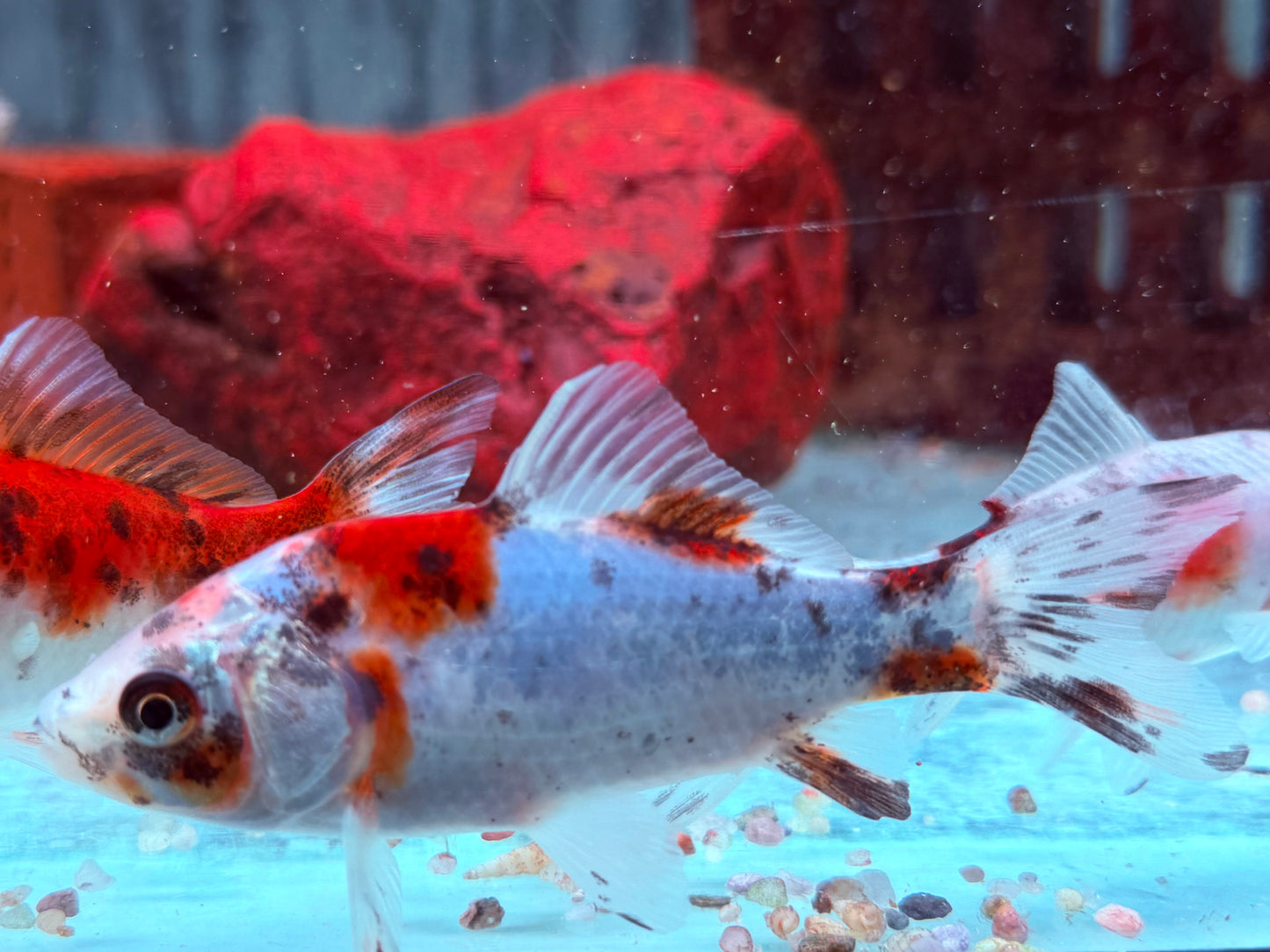 Shubunkin Blau Carassius auratus 8-10 cm