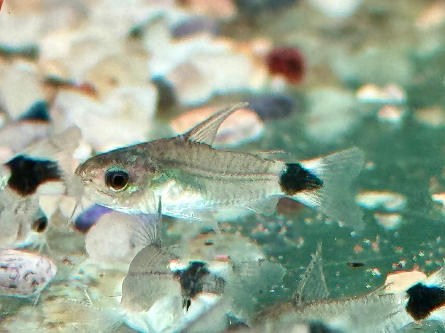 Sichelfleck Zwergpanzerwels Gastrodermus Corydoras hastatus NZ
