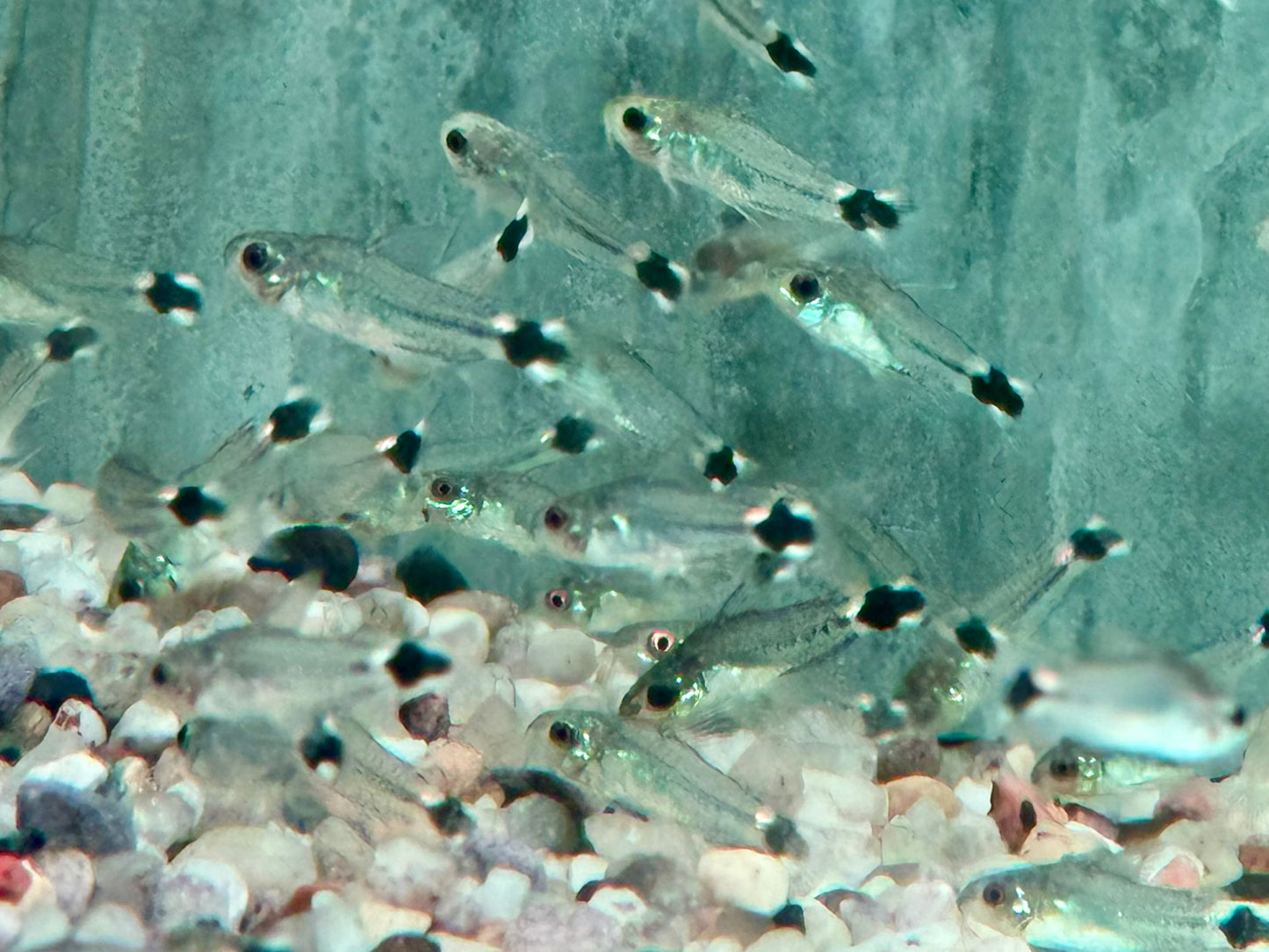 Sichelfleck Zwergpanzerwels Gastrodermus Corydoras hastatus NZ