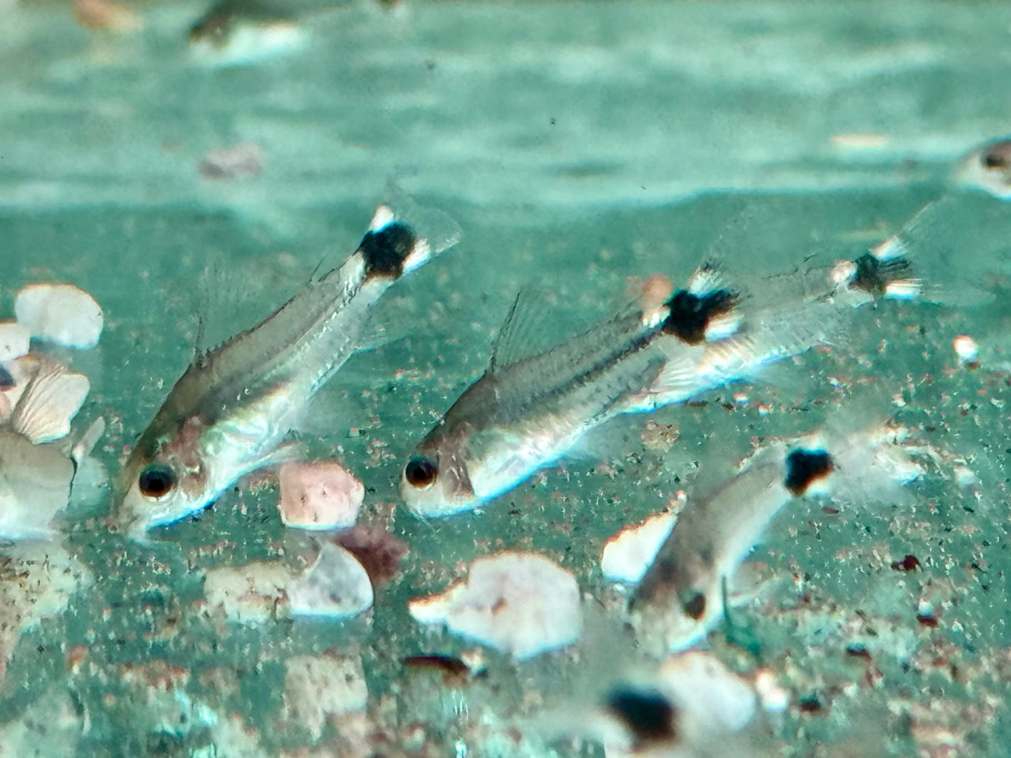 Sichelfleck Zwergpanzerwels Gastrodermus Corydoras hastatus NZ