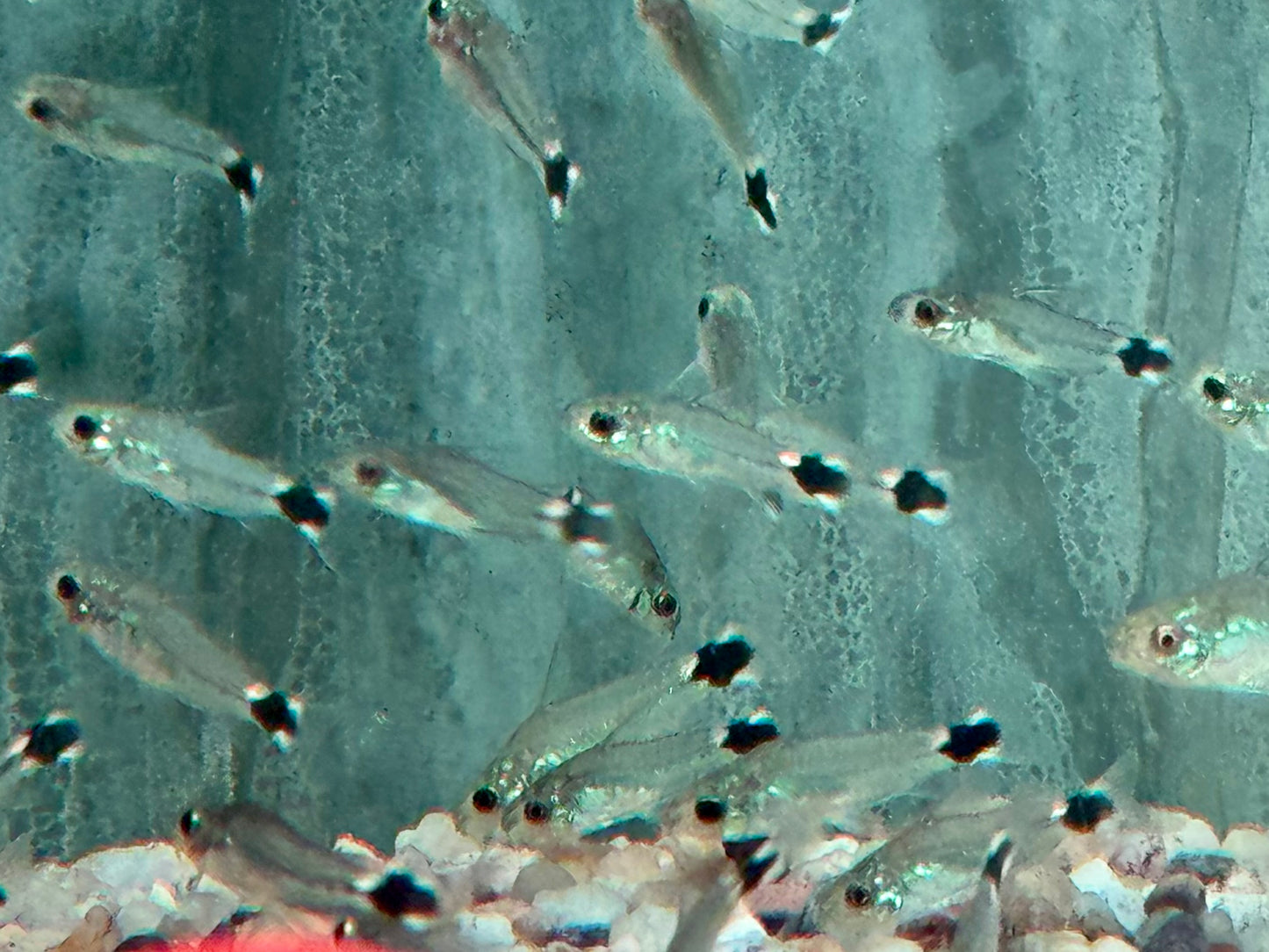 Sichelfleck Zwergpanzerwels Gastrodermus Corydoras hastatus NZ