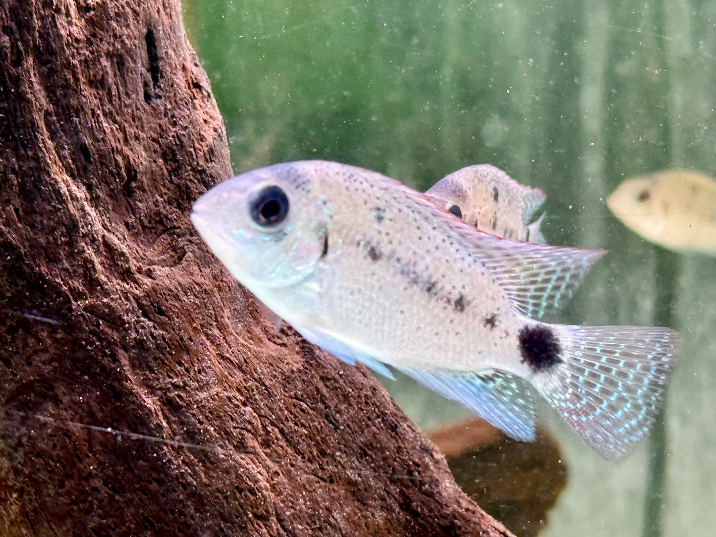 Silber Buntbarsch Vieja argentea