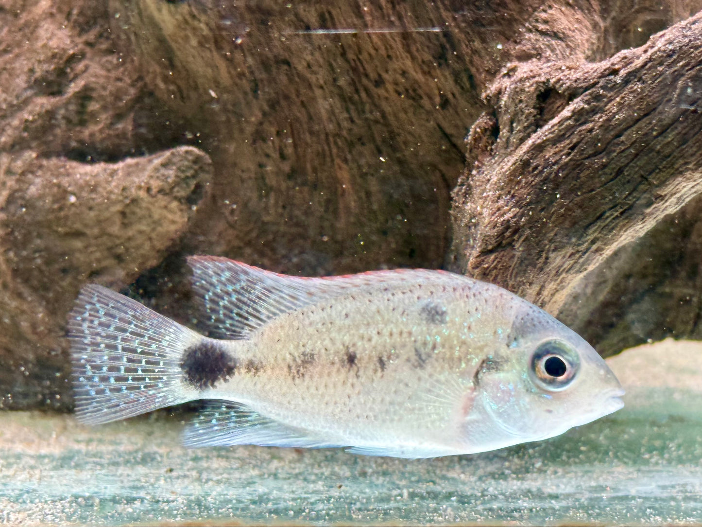 Silber Buntbarsch Vieja argentea