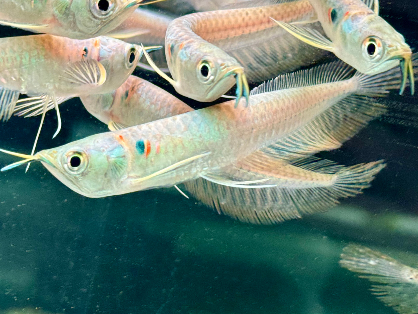 Arowana Silbergabelbart Osteoglossum bicirrhosum 8-10 cm