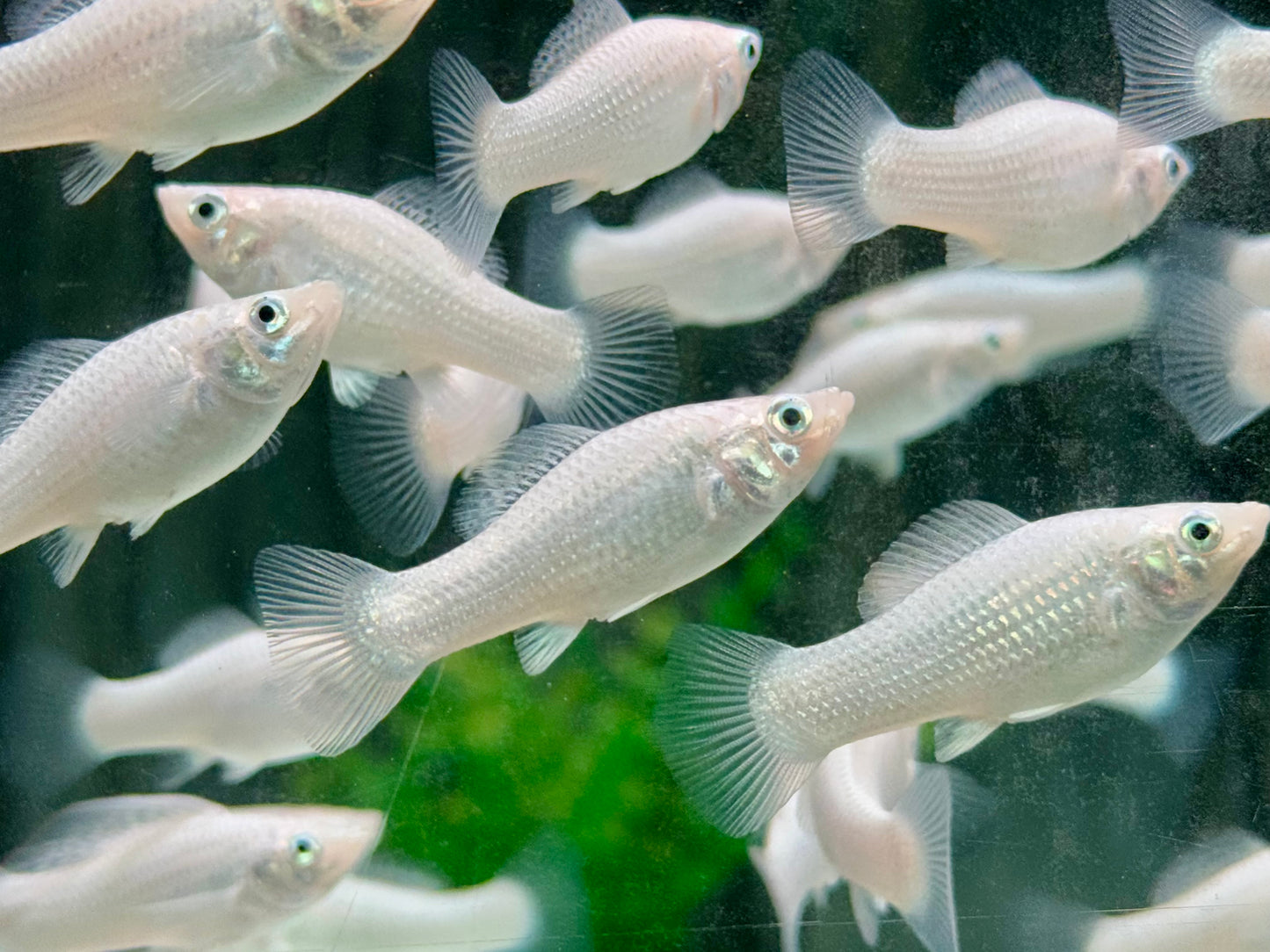 Silber Molly Poecilia sphenops