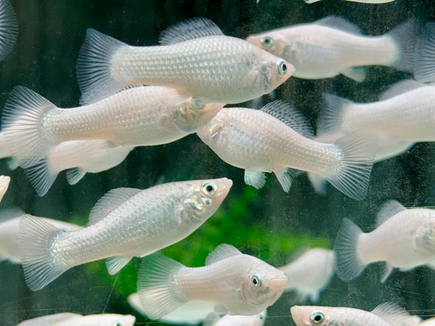 Silber Molly Poecilia sphenops