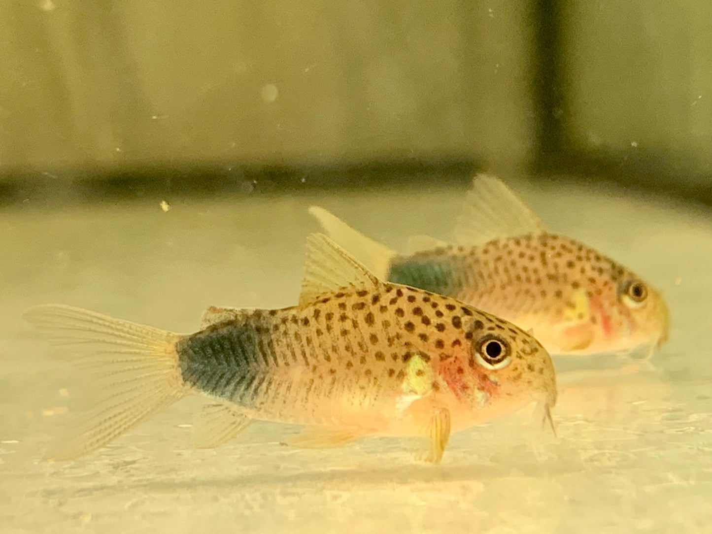 Similis Panzerwels Hoplisoma Corydoras similis