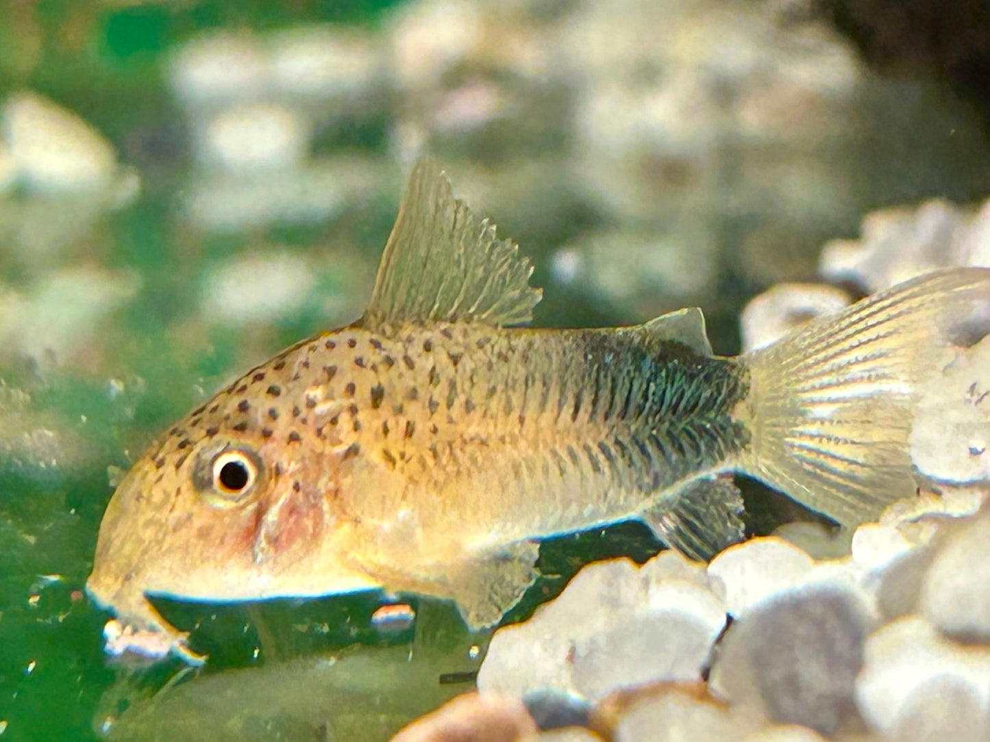 Similis Panzerwels Hoplisoma Corydoras similis