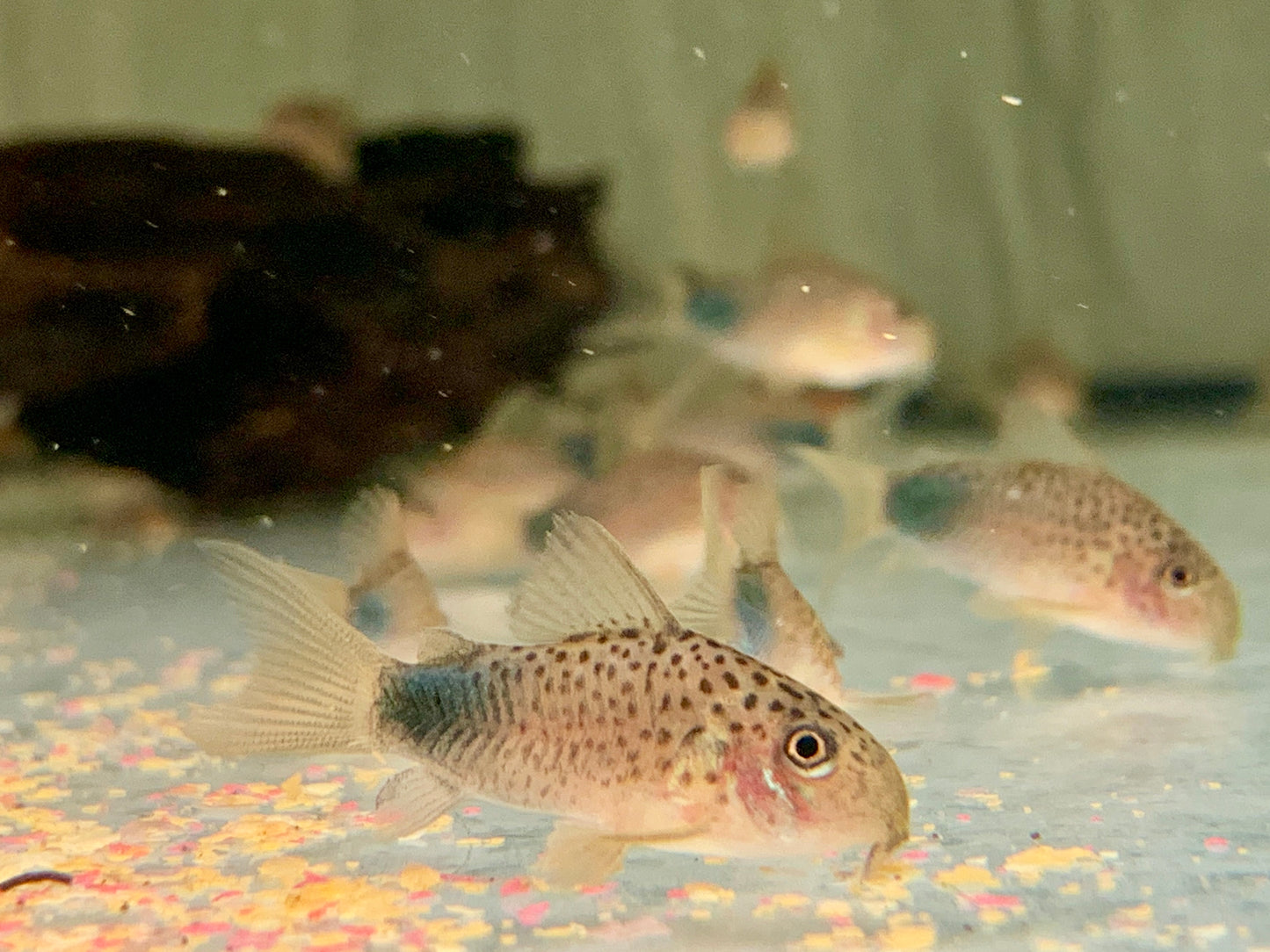 Similis Panzerwels Hoplisoma Corydoras similis