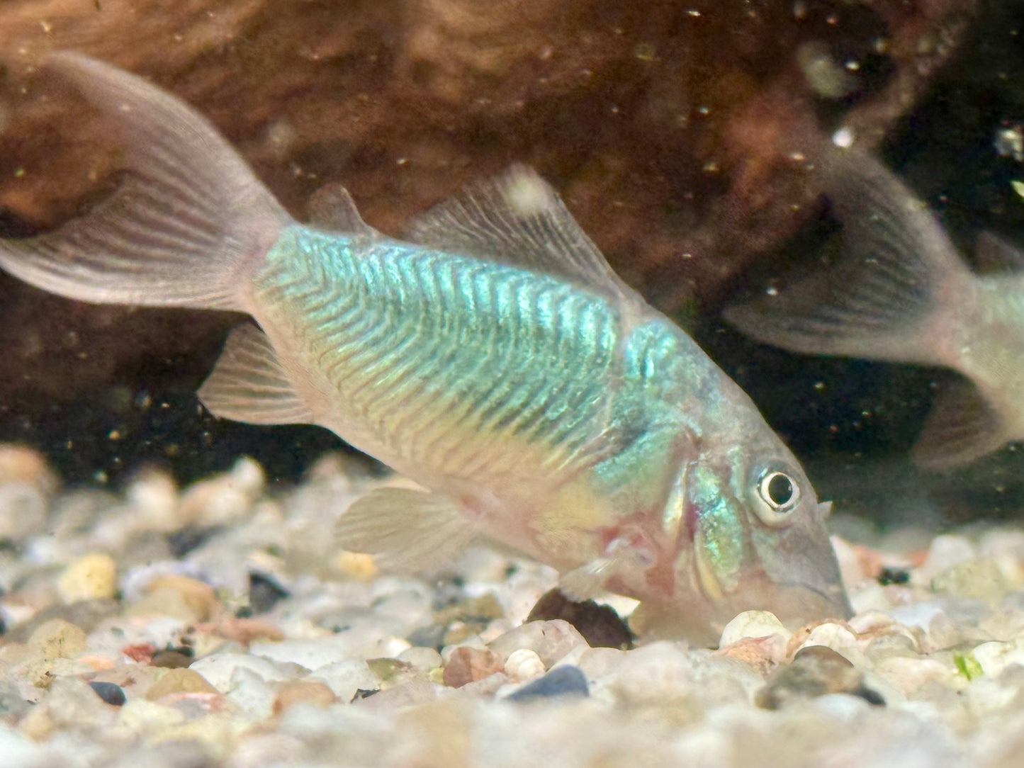 Smaragd Panzerwels Brochis splendens