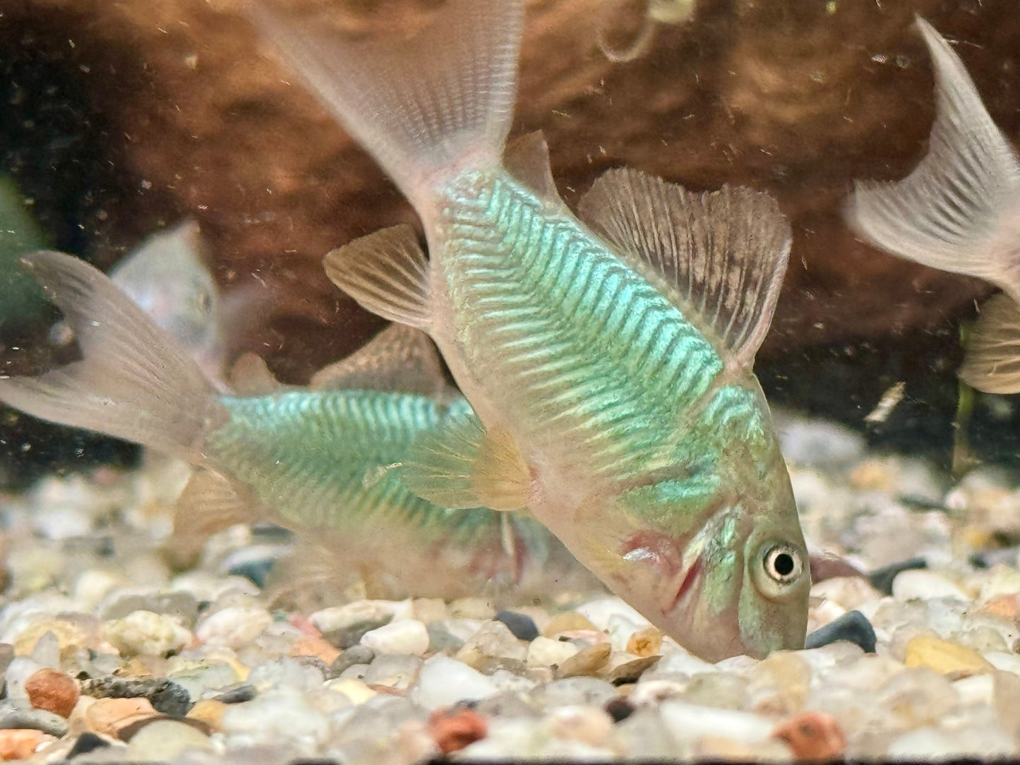 Smaragd Panzerwels Brochis splendens
