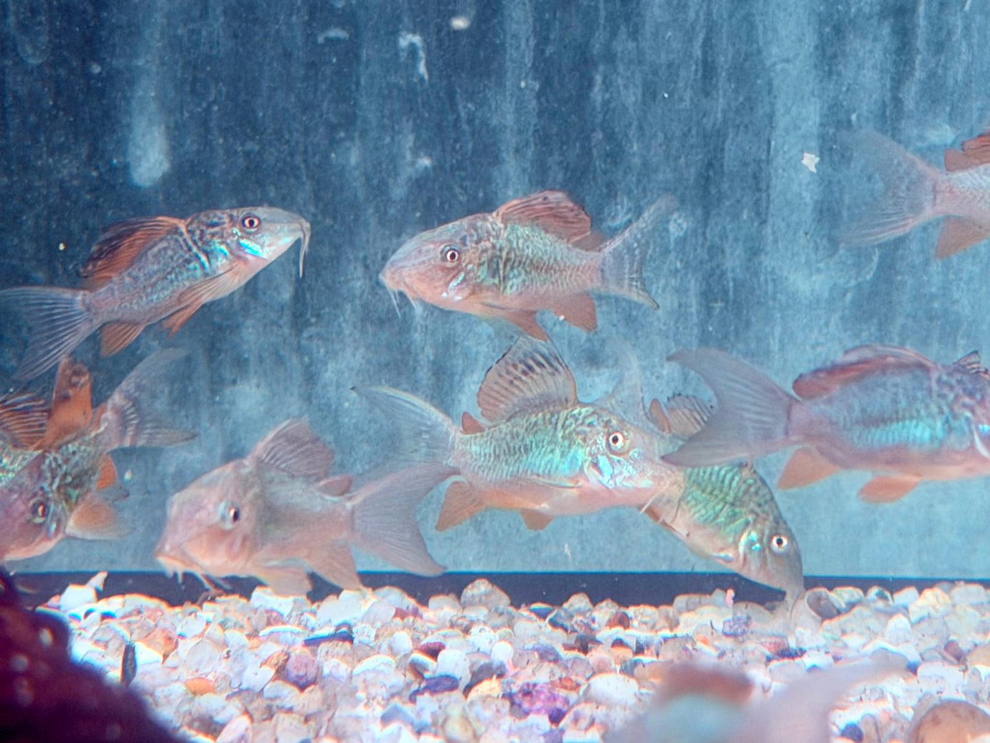 Smaragd Panzerwels Brochis splendens 3 cm