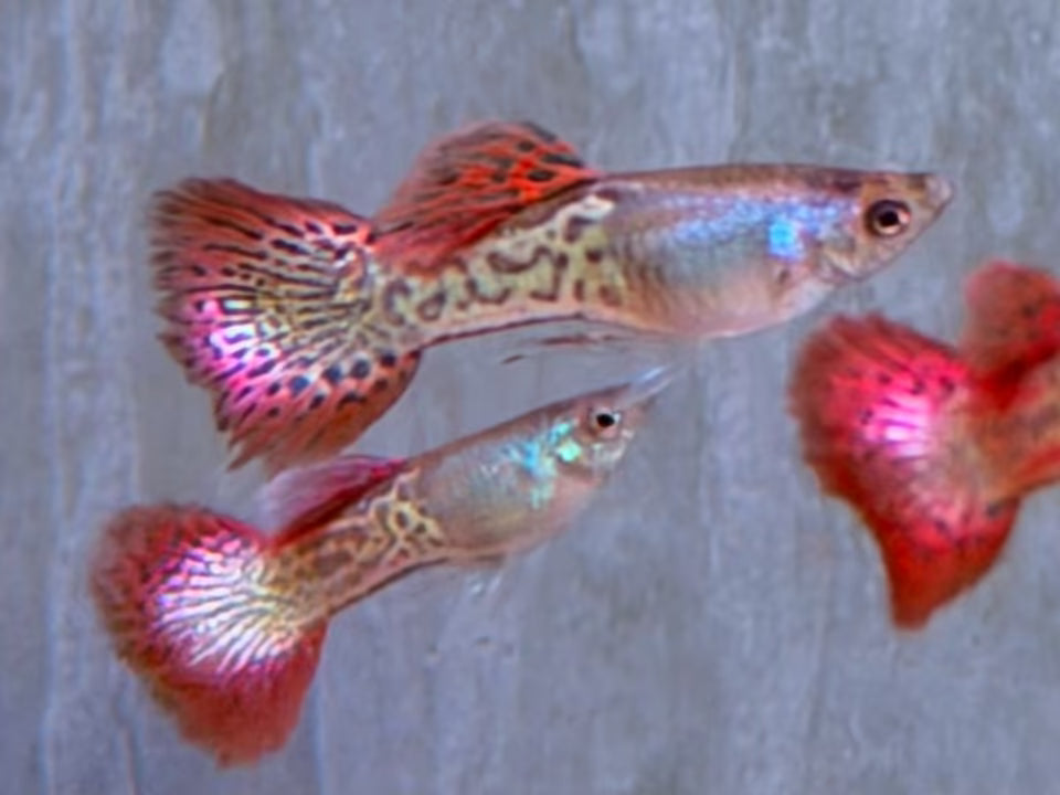 Snake Skin Red Lace Guppy Männchen
