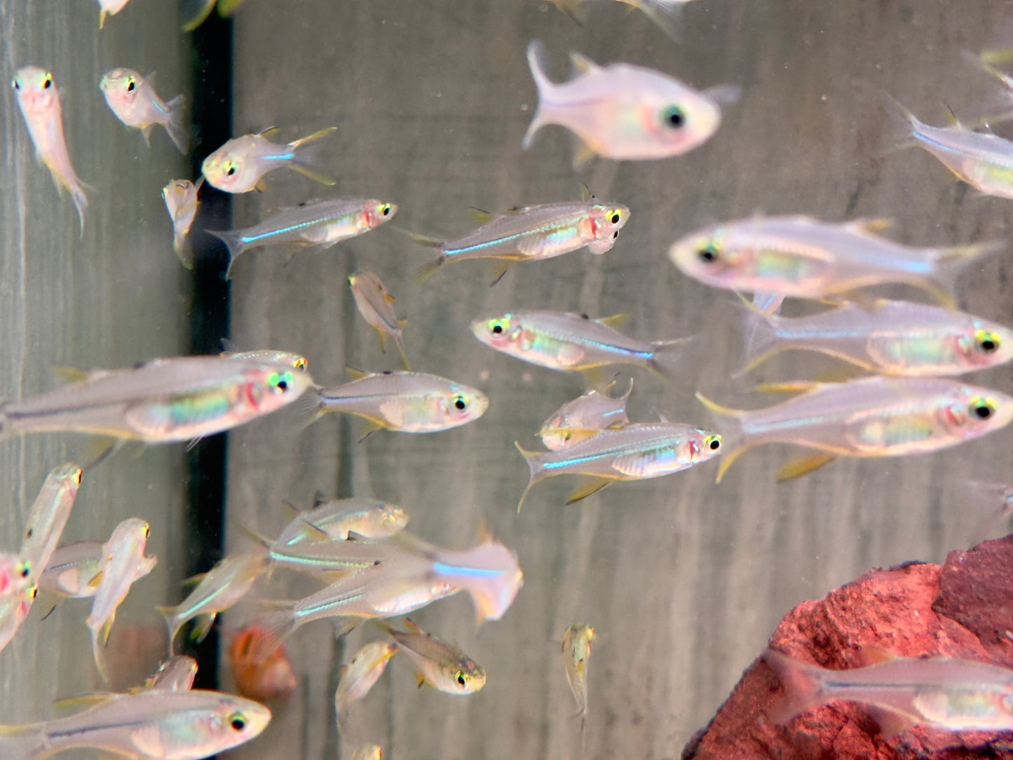 Celebes Sonnenstrahlfisch Marosatherina ladigesi L-XL