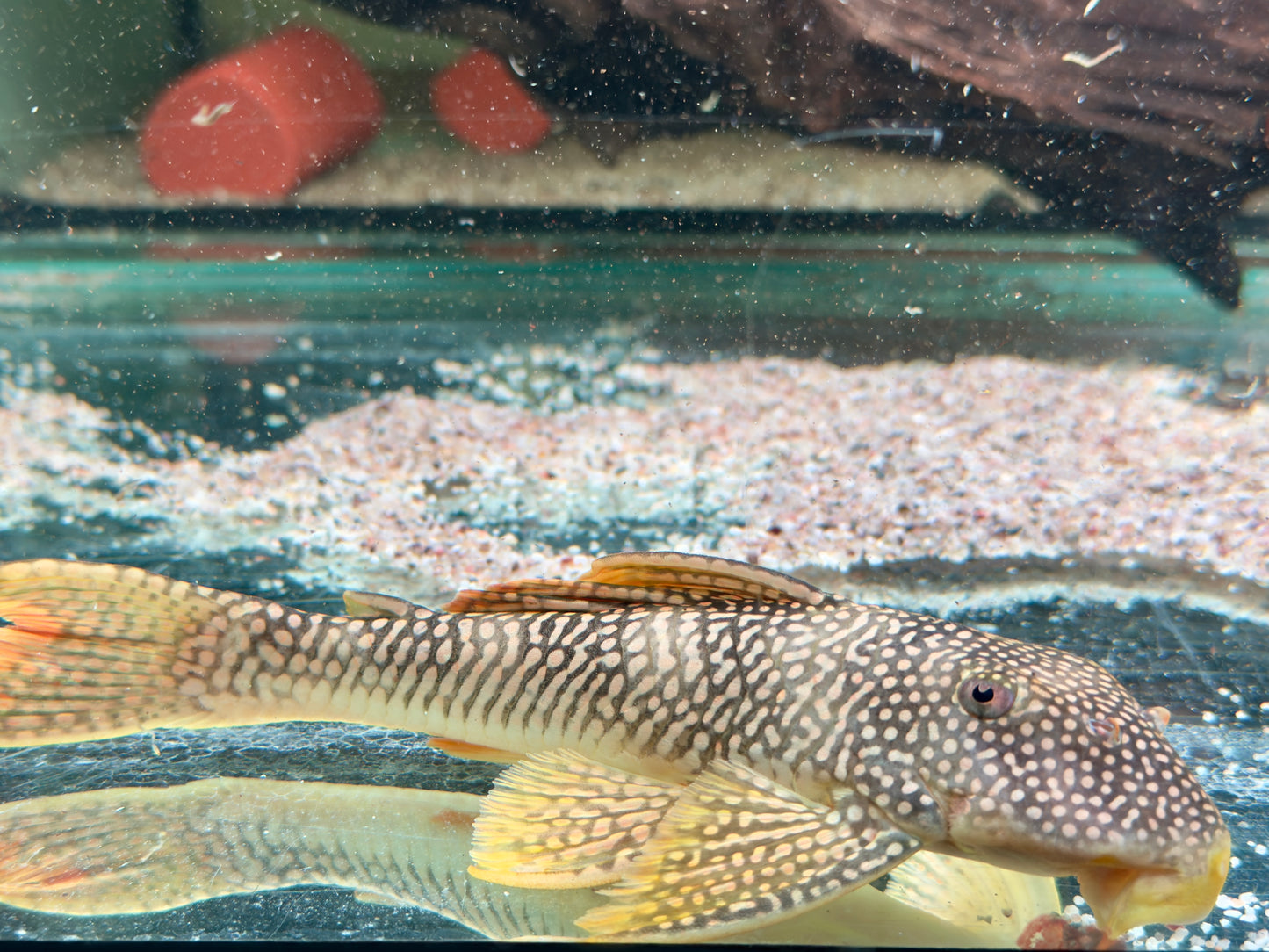 L14 Sonnenwels Scobinancistrus aureatus 25-28 cm