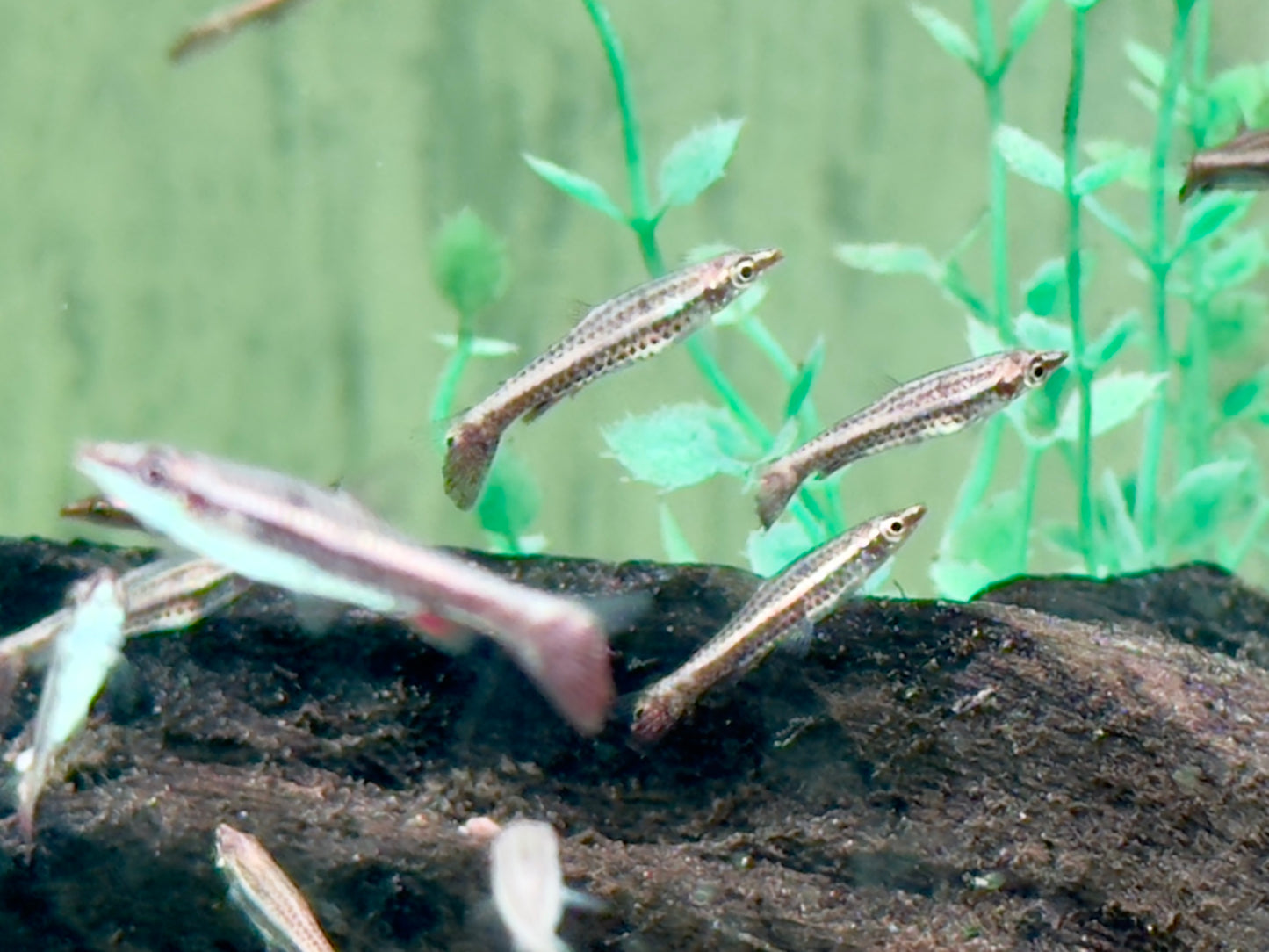 Spitzmaul Ziersalmler Nannostomus eques