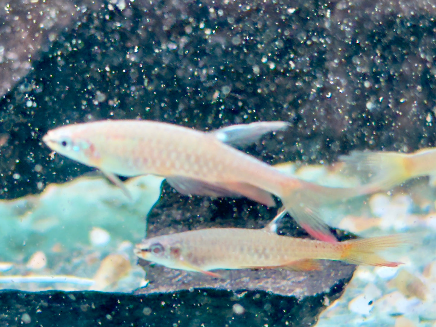 Spritzsalmler Copella arnoldi