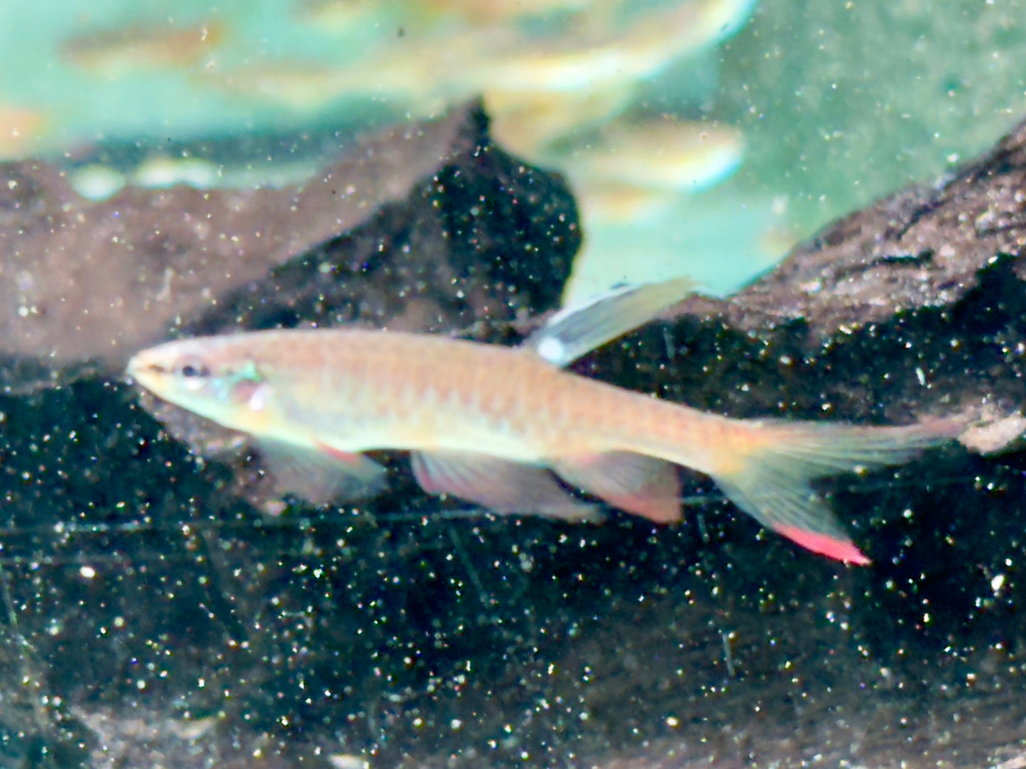 Spritzsalmler Copella arnoldi