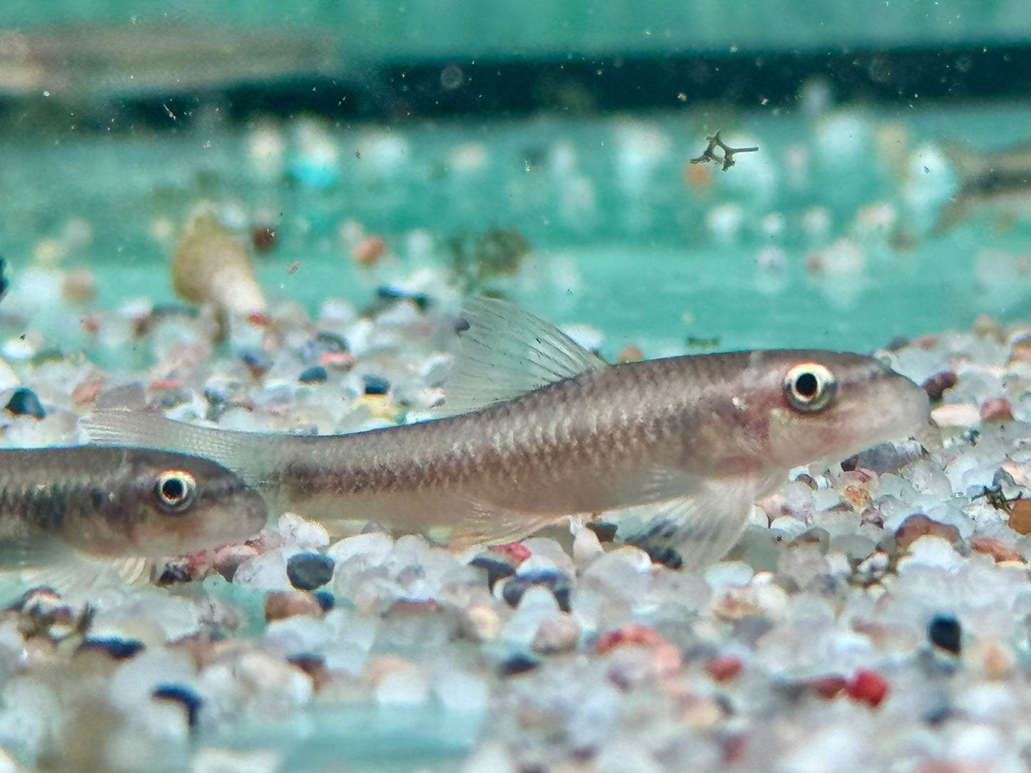 Sri Lanka Algenfresser I Ceylon Saugbarbe Garra ceylonensis