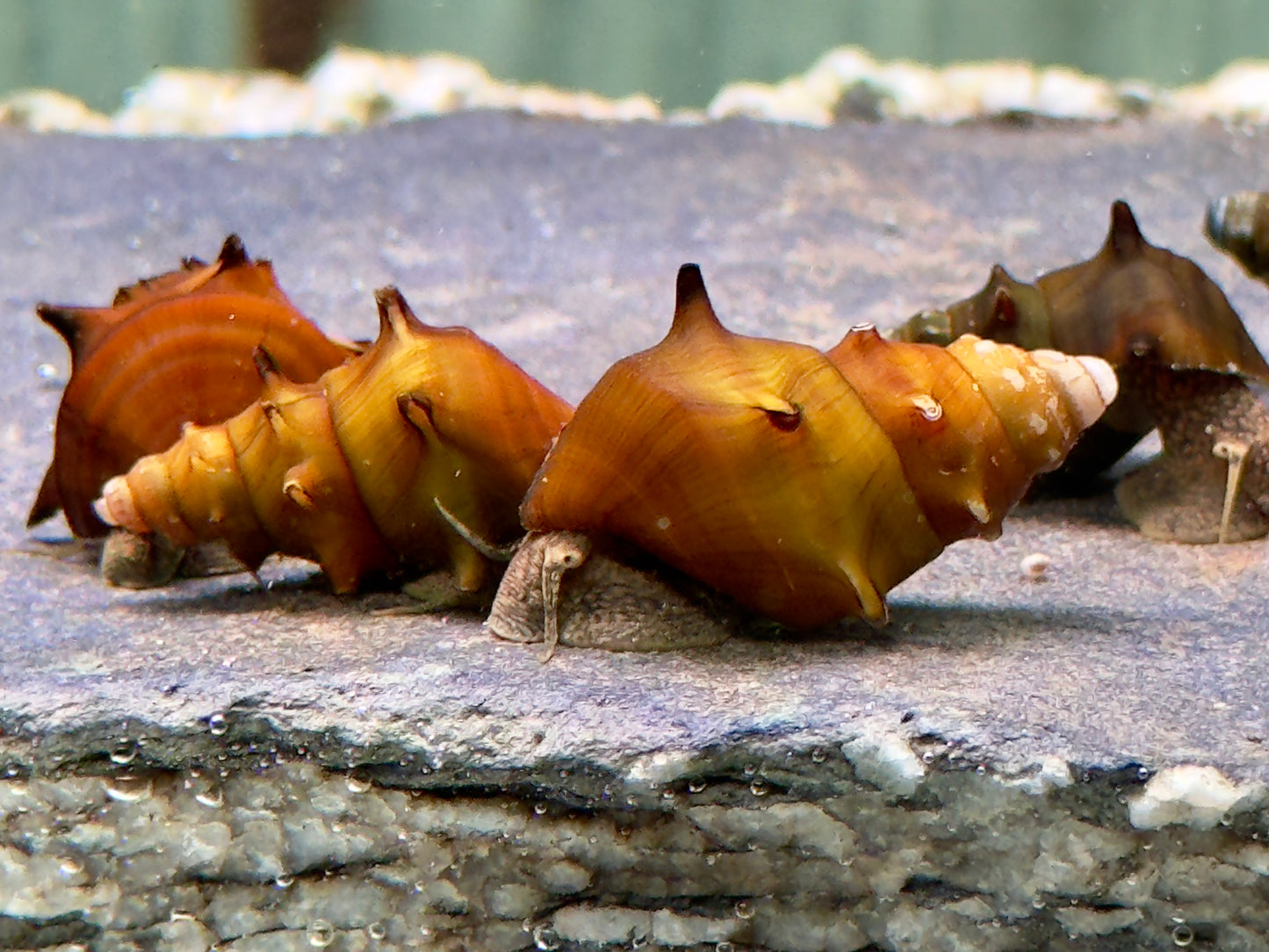 Stachelige Turmdeckelschnecke Brotia pagodula