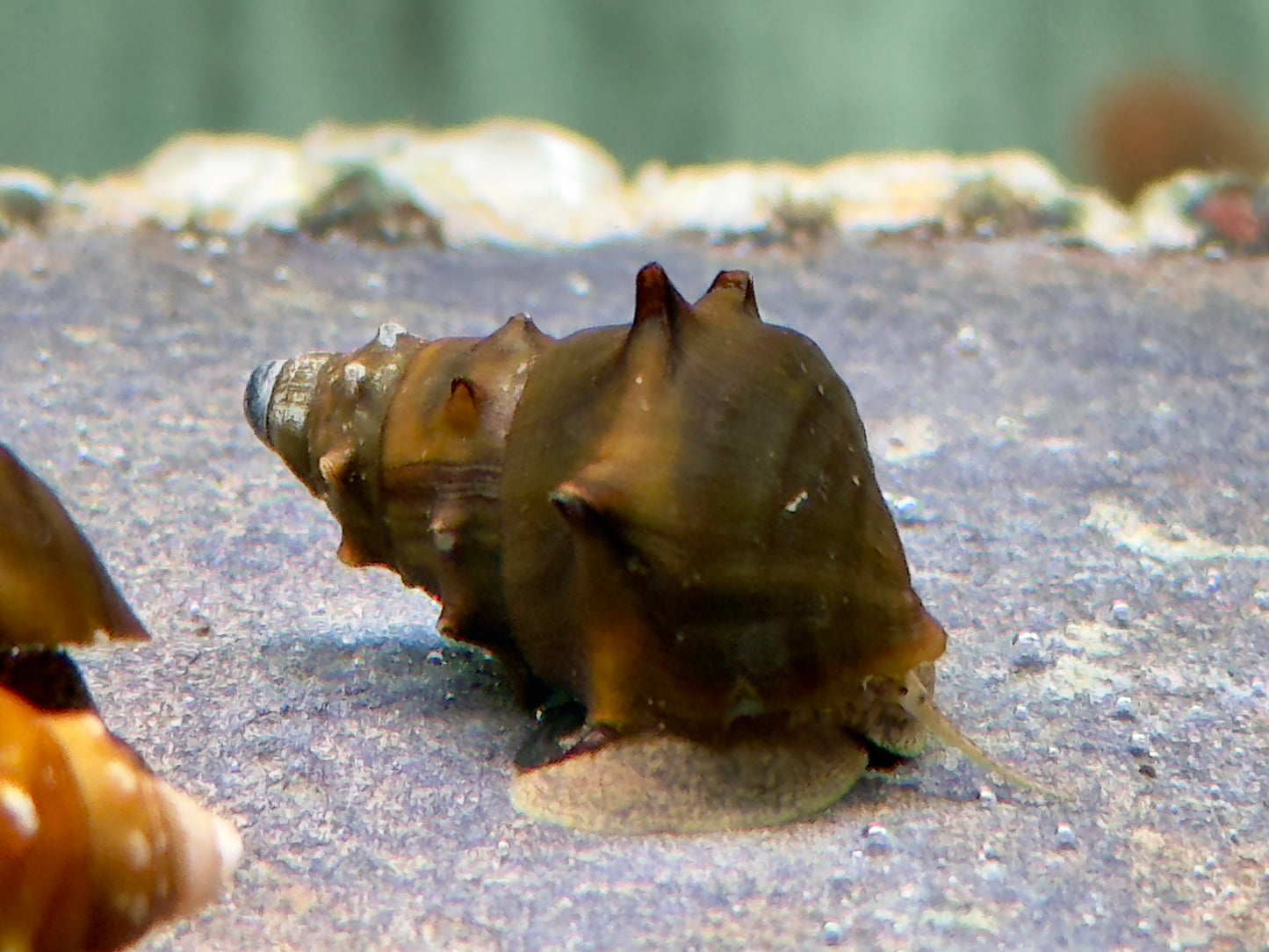Stachelige Turmdeckelschnecke Brotia pagodula