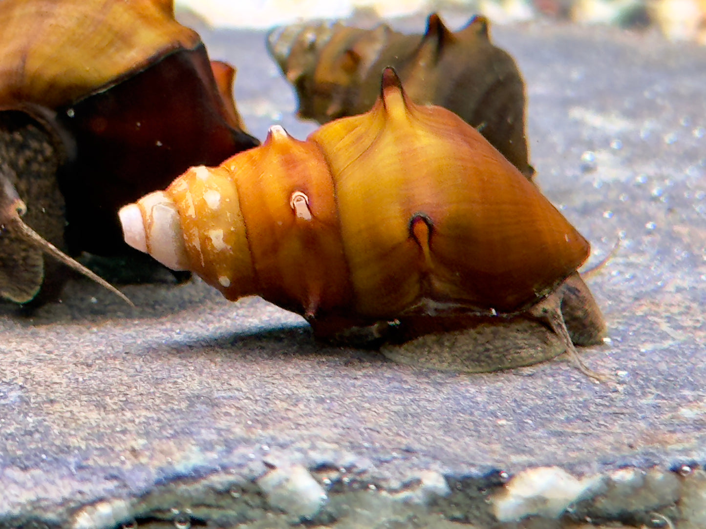 Stachelige Turmdeckelschnecke Brotia pagodula