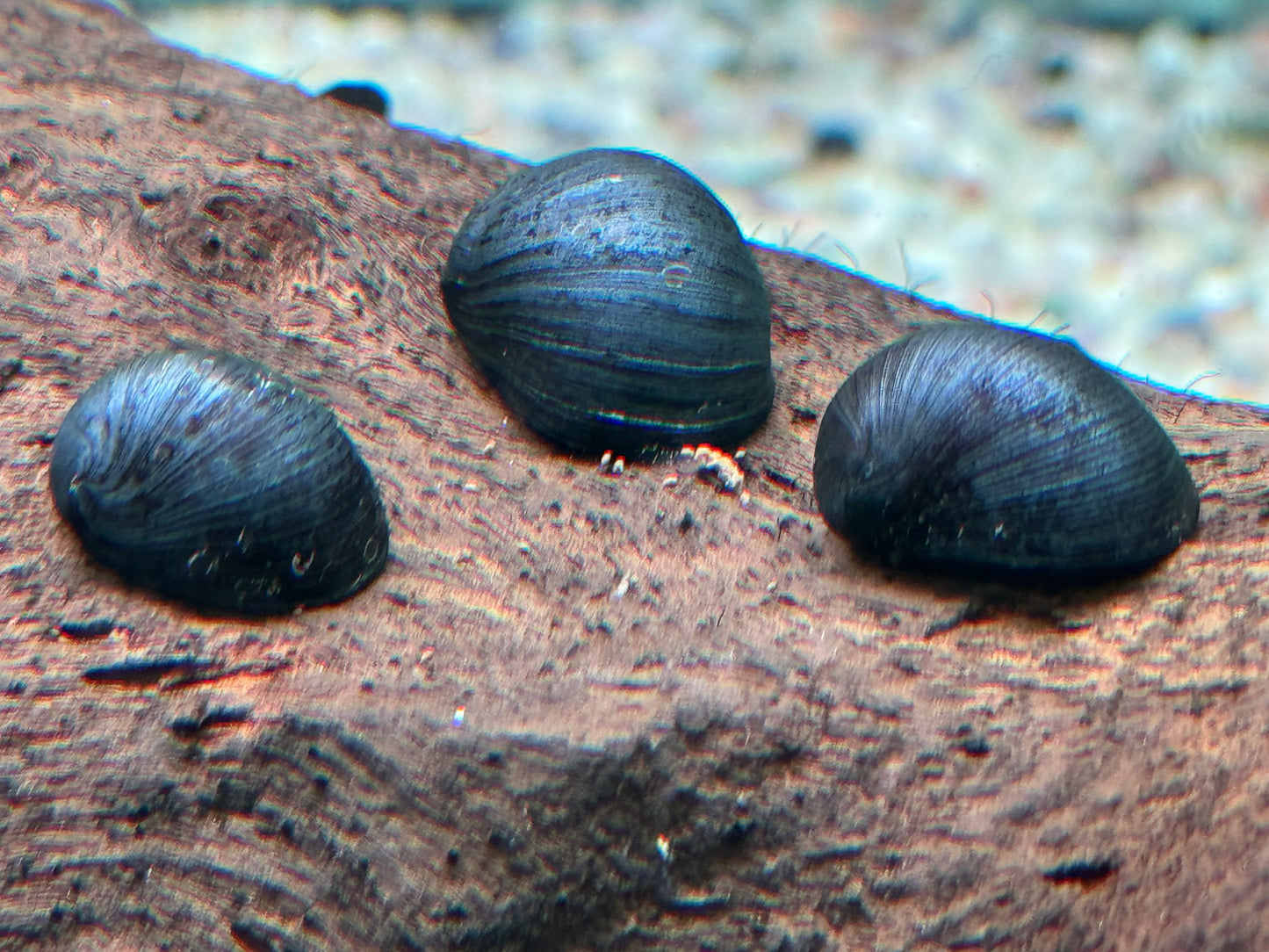 Anthrazit Napfschnecke Stahlhelmschnecke Neritina pulligera