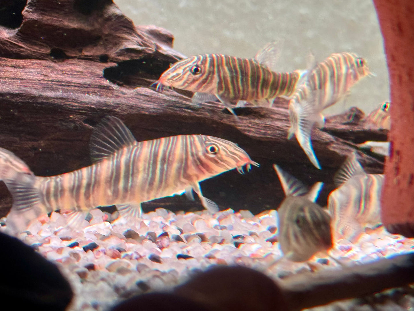 Streifenschmerle o. Zebraschmerle Botia striata