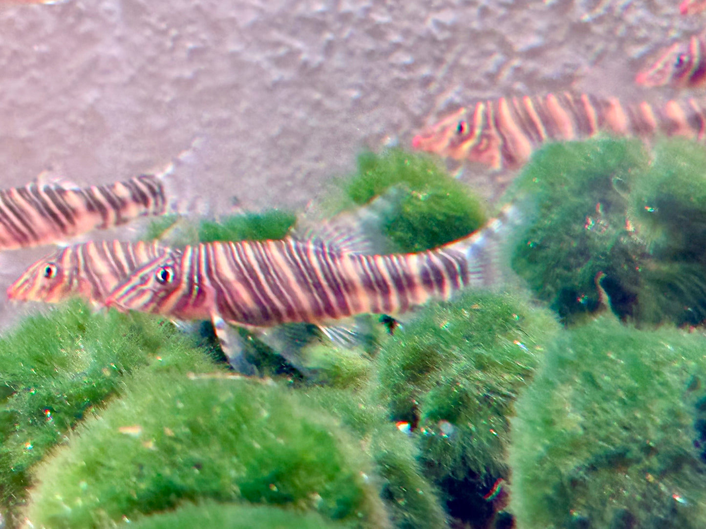 Streifenschmerle o. Zebraschmerle Botia striata