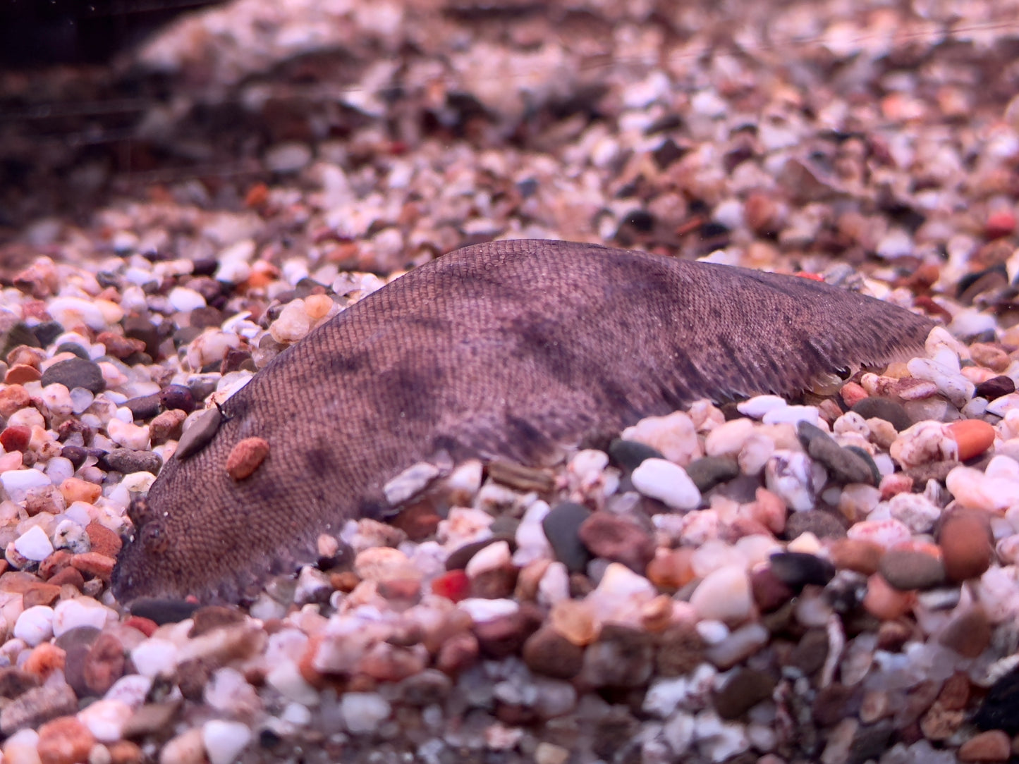 Süßwasserflunder Cynoglossus feldmanni
