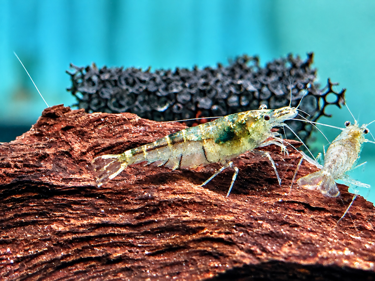 Sulawesi Inlandsgarnele Algengarnelen Caridina pareparensis 1,3-1,8 cm