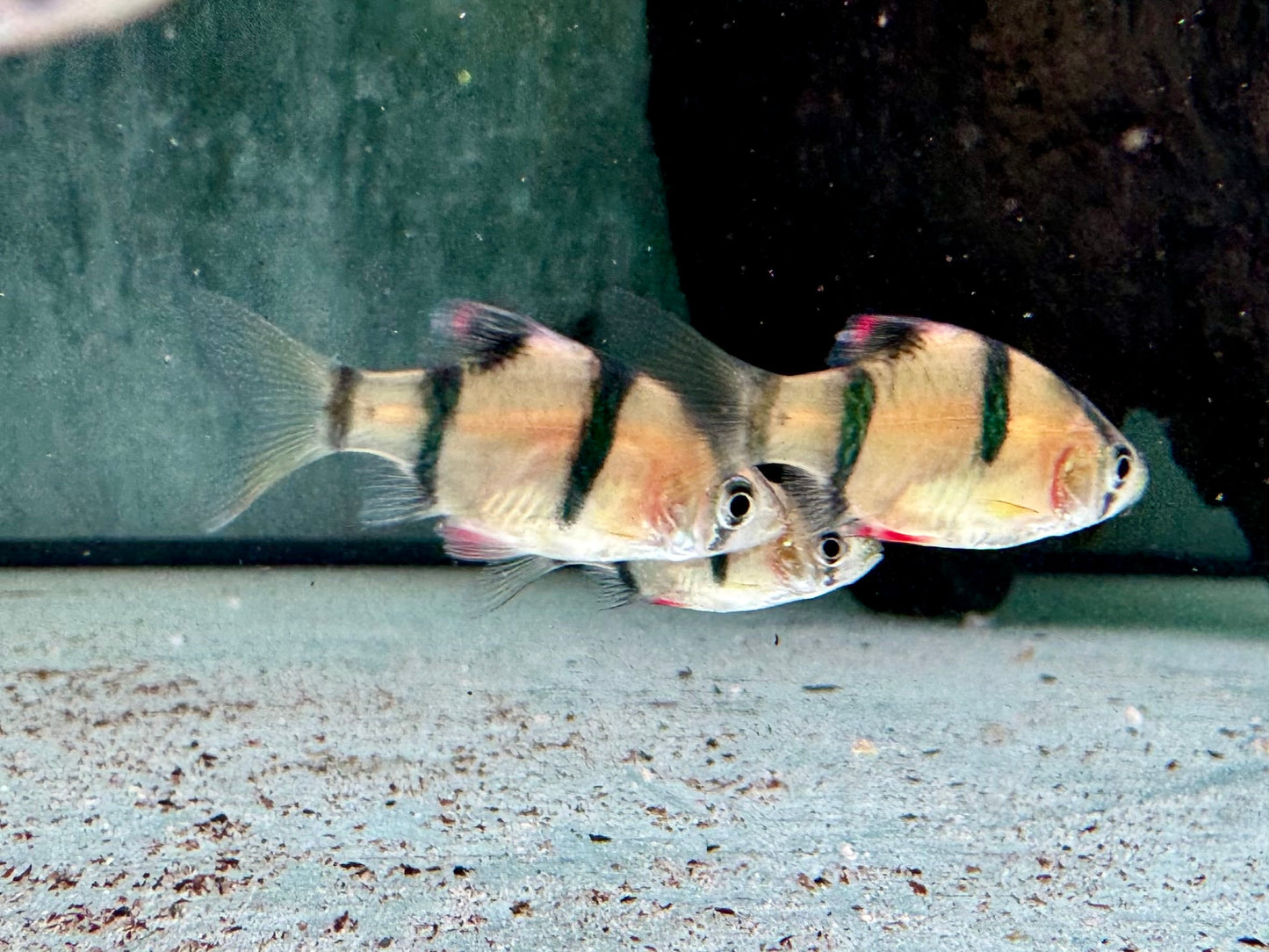 Sumatrabarbe Puntigrus Barbus tetrazona