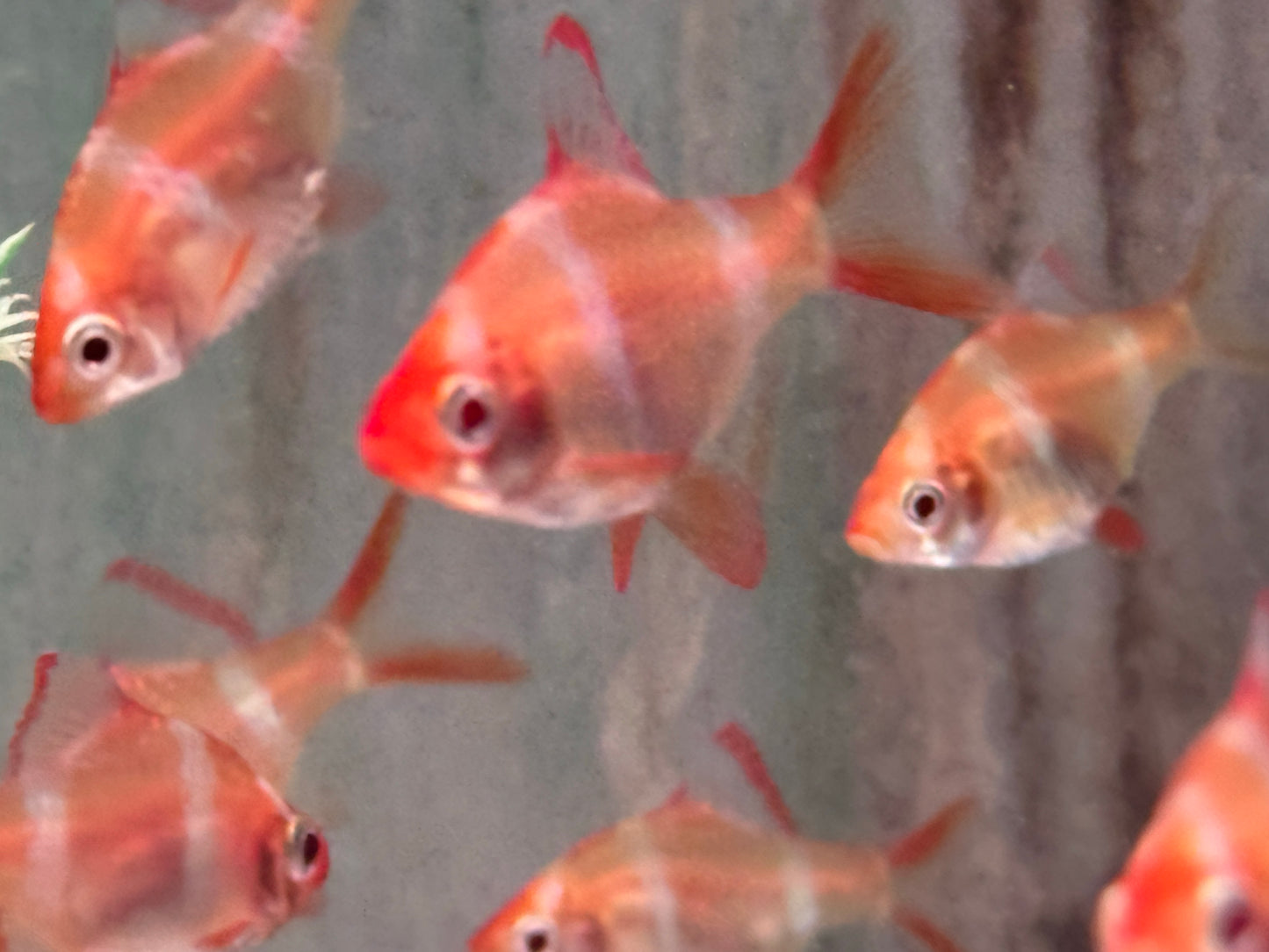 Sumatrabarbe Gold Barbus Puntius tetrazona