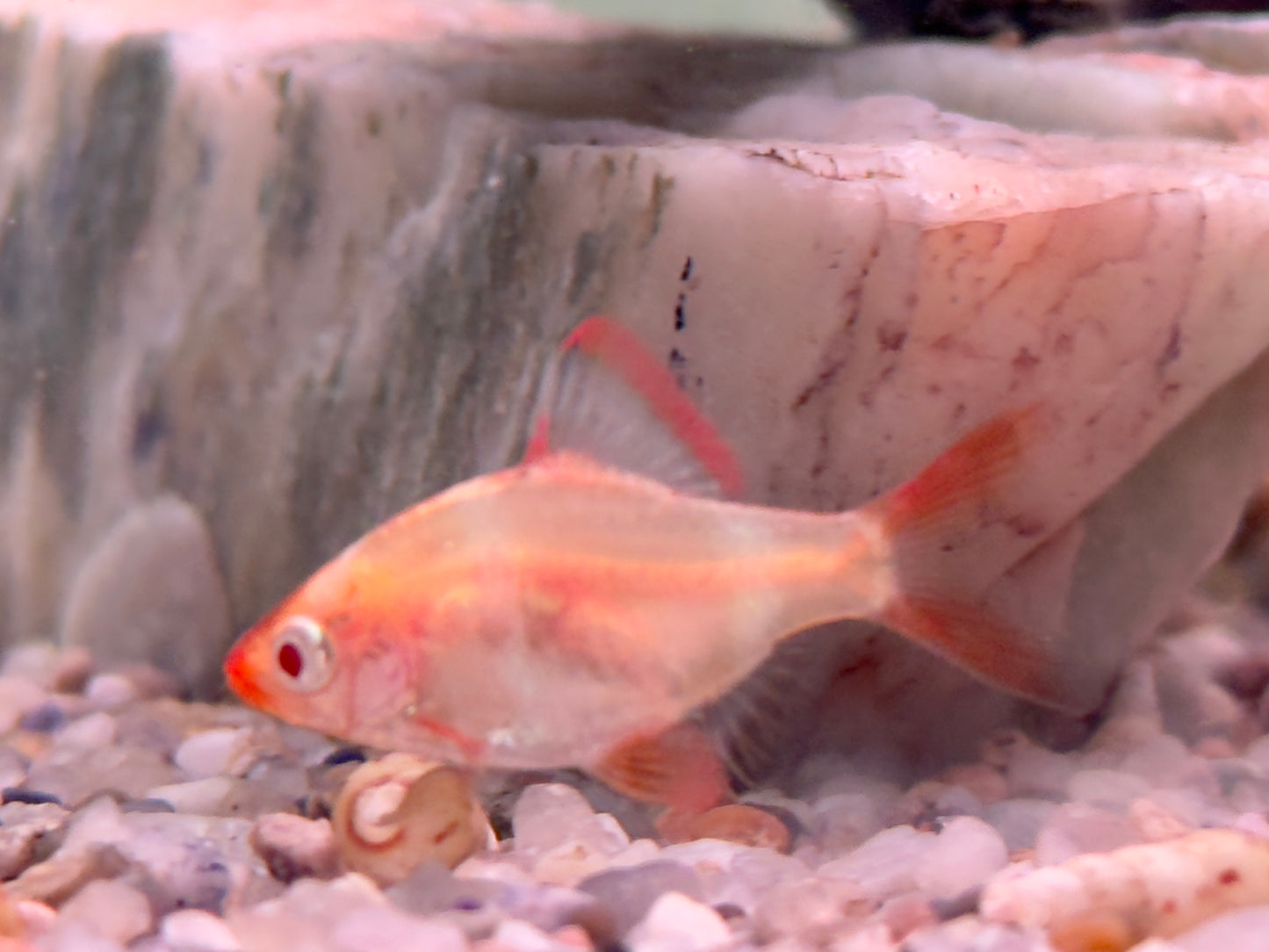 Sumatrabarbe Gold Barbus Puntius tetrazona