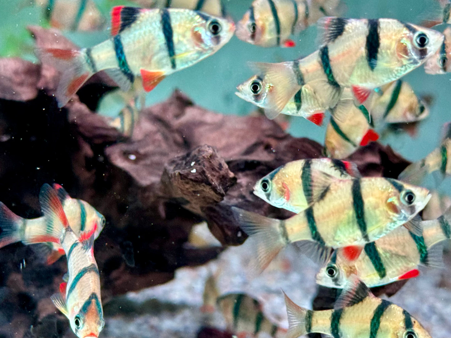 Sumatrabarbe Puntigrus Barbus tetrazona