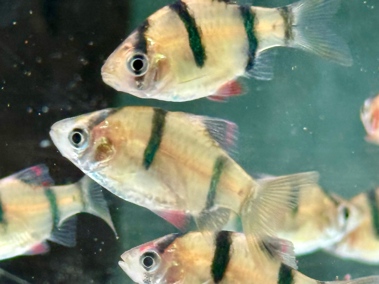Sumatrabarbe Puntigrus Barbus tetrazona