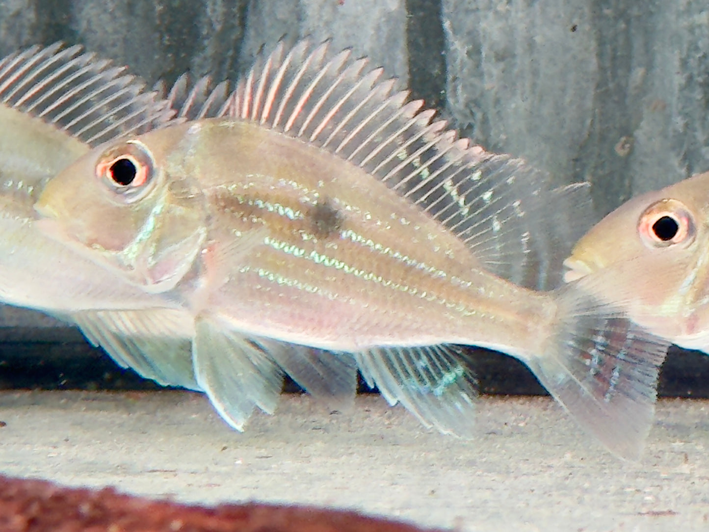 Svens Erdfresser Geophagus sveni Rio Araguaia 6-8cm